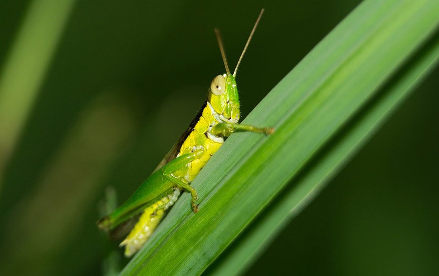 Grasshopper on grass