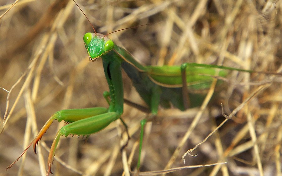 Grasshopper predators - Mantis