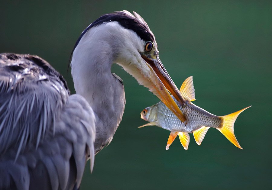 Heron eating fish