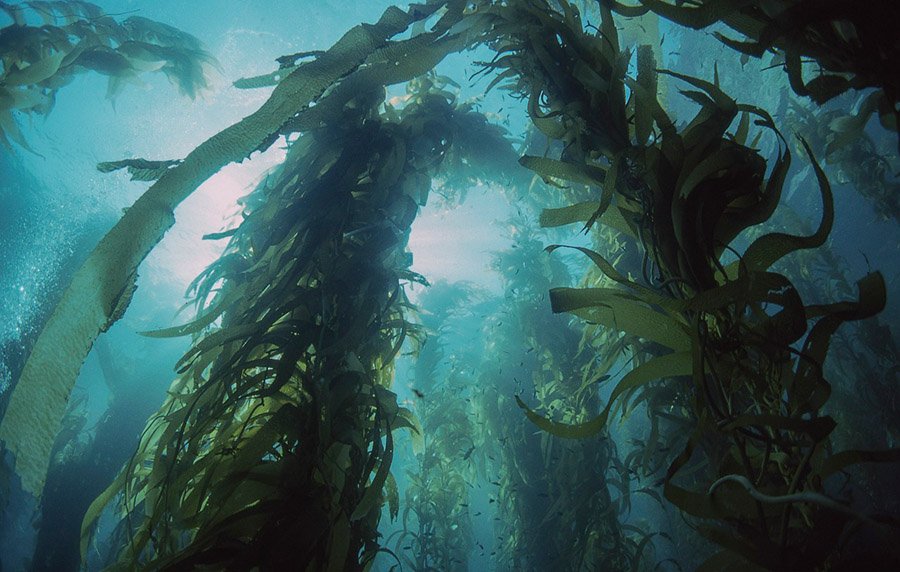 Kelp forest