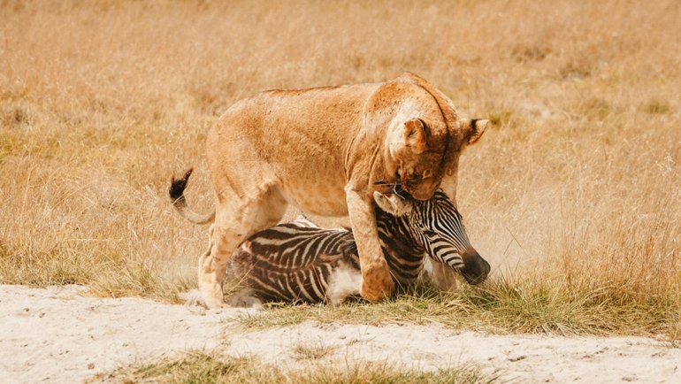 Lion hunting zebra