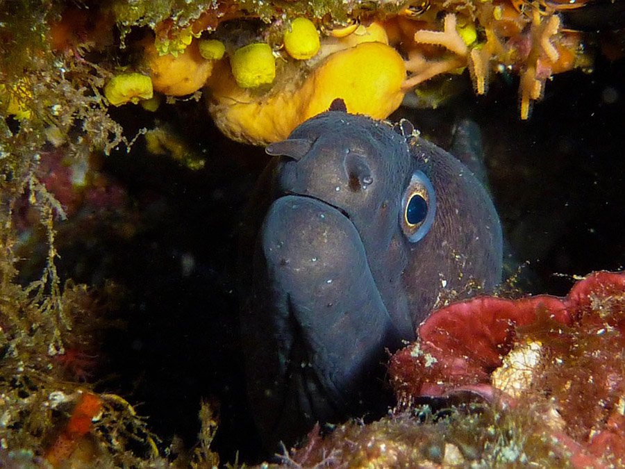 Moray eel hiding