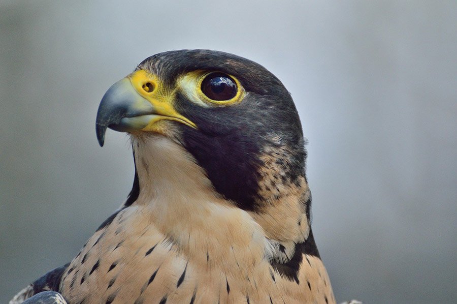 Parrot predators - Falcon