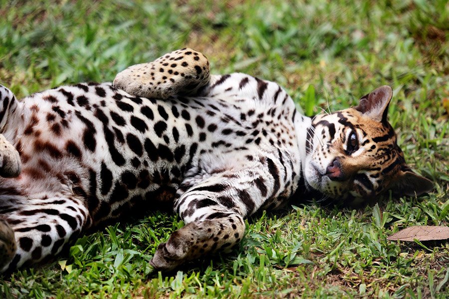 Parrot predators - Ocelot