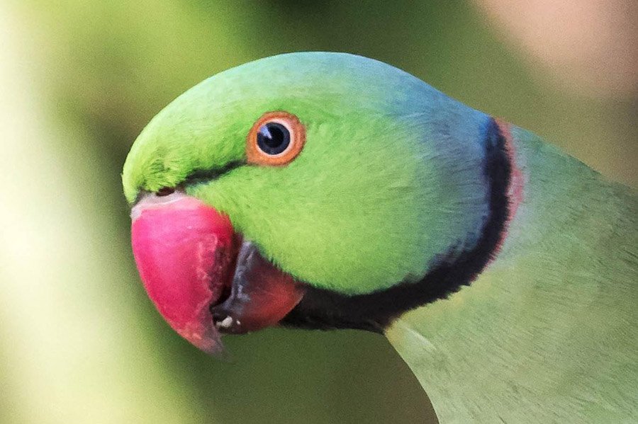 Parrot strong beak