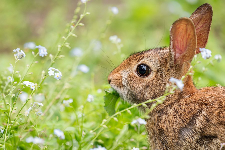 Rabbit eating