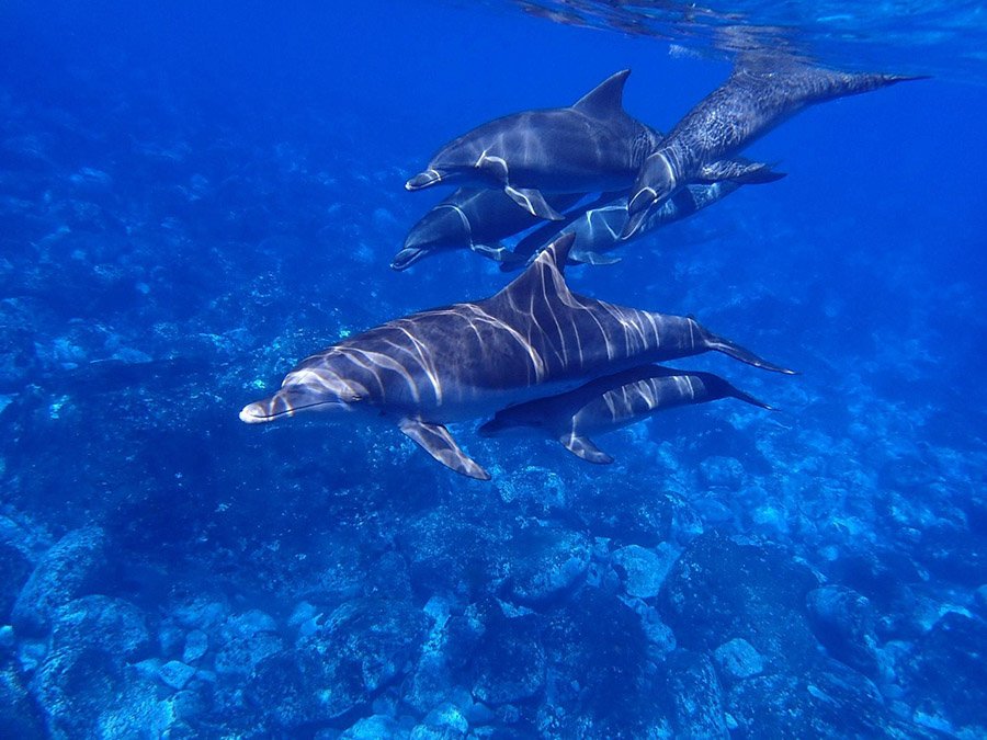 Shrimp predators - Dolphins