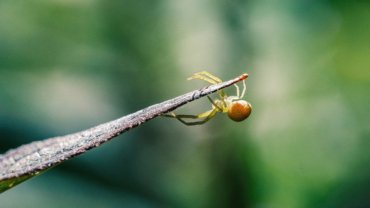 What eats spiders