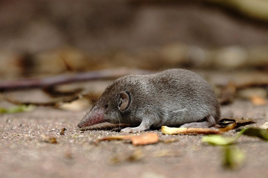 Spider predators - Shrew