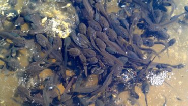 What eats tadpoles