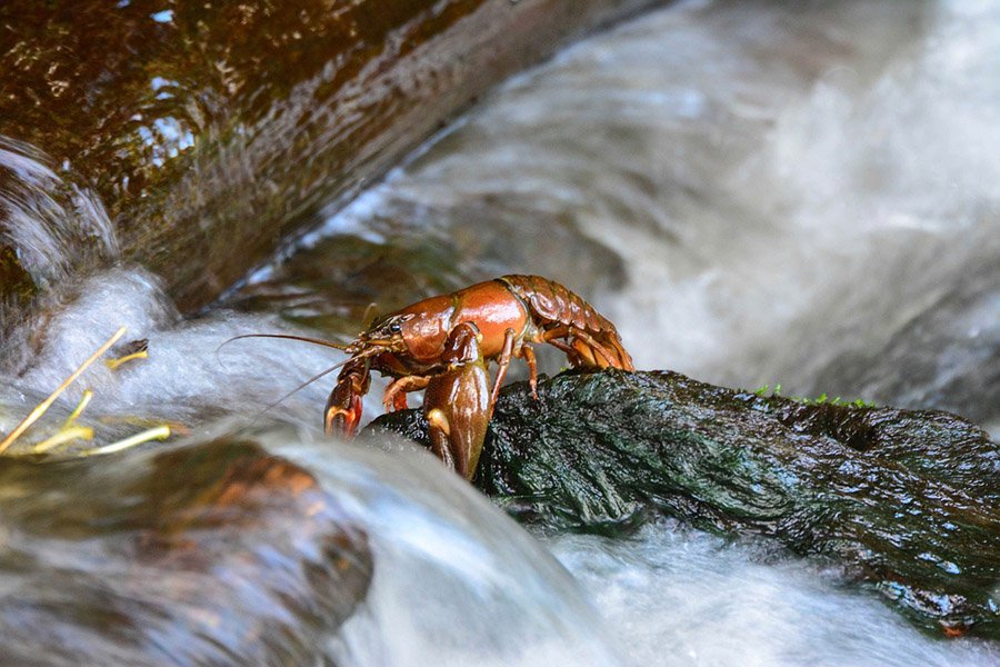 Tadpole predators - Crayfish