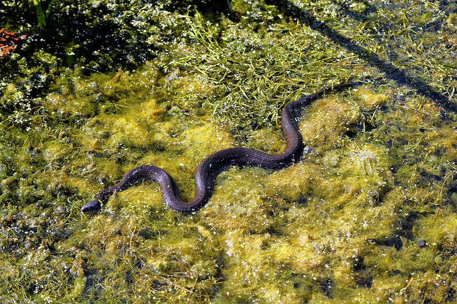 Tadpole predators - Snakes