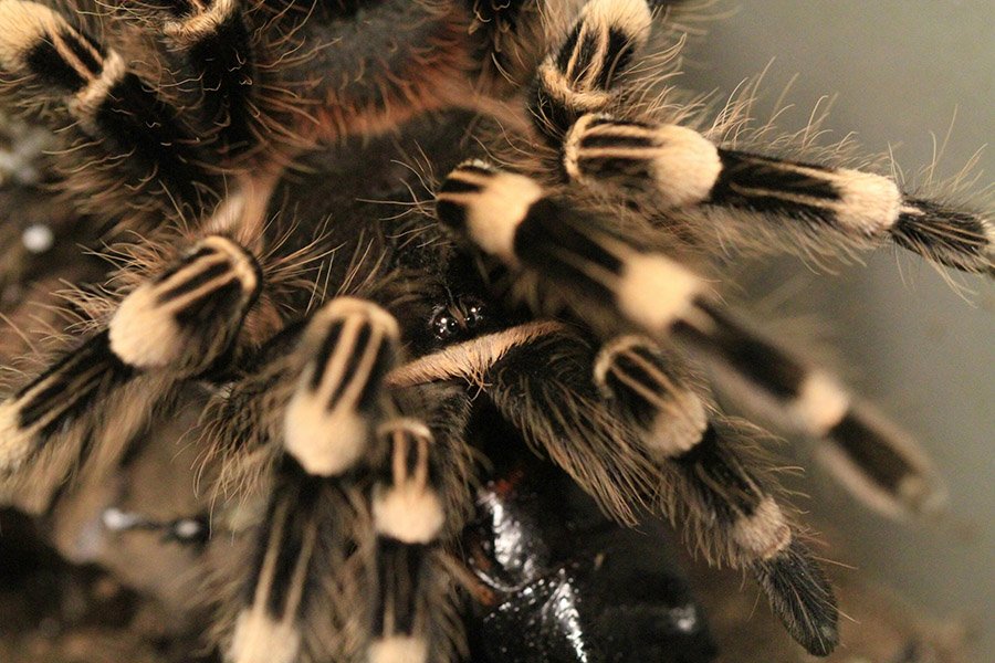 Tarantula hair