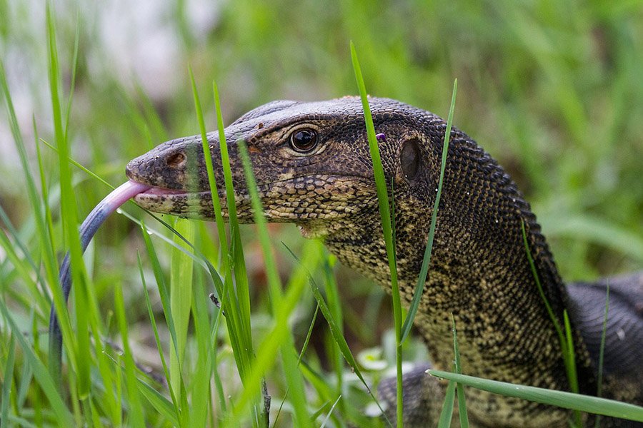 Tarantula predators - Monitor lizard