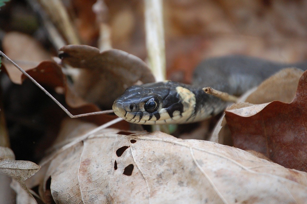 Tarantula predators - Snake