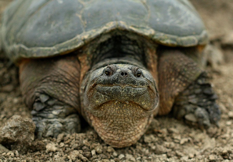 Toad predators - snapping turtle