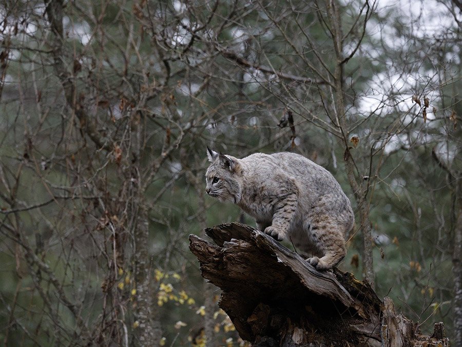 Turkey predators - Bobcat