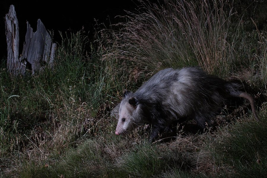 Turkey predators - Opossum