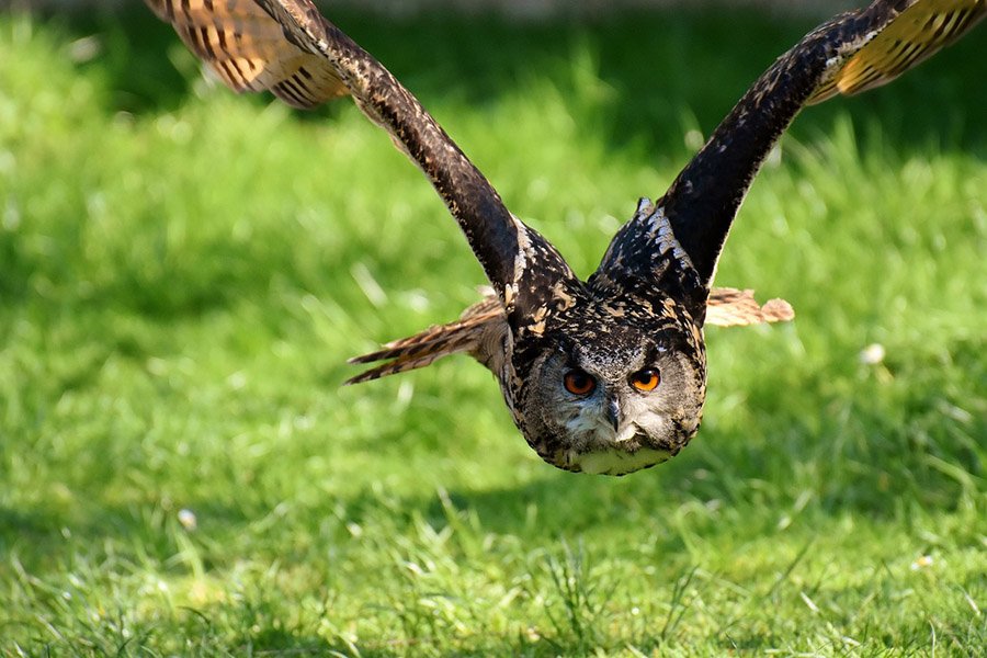 Turkey predators - Owl