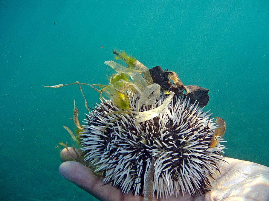 Urchin and algae