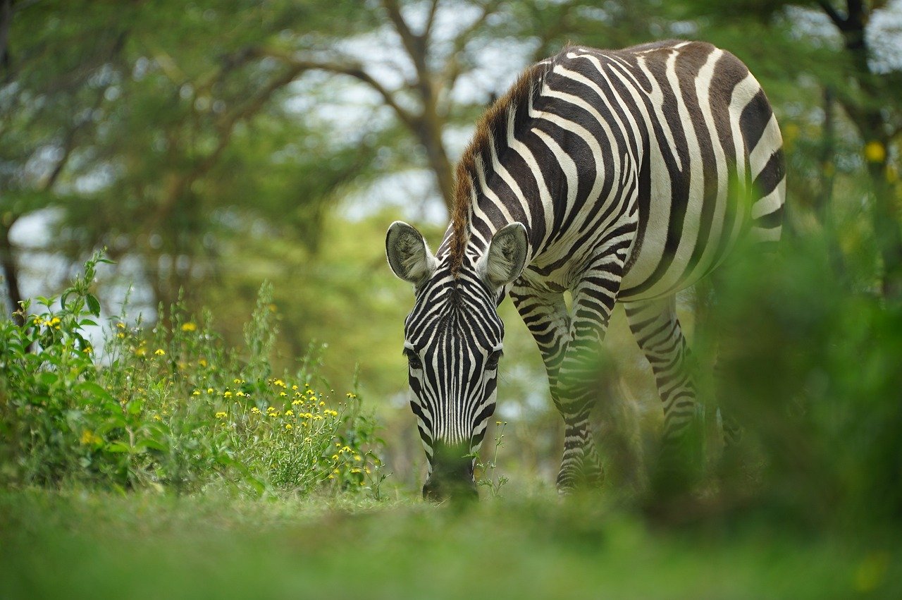 Zebra eating grass