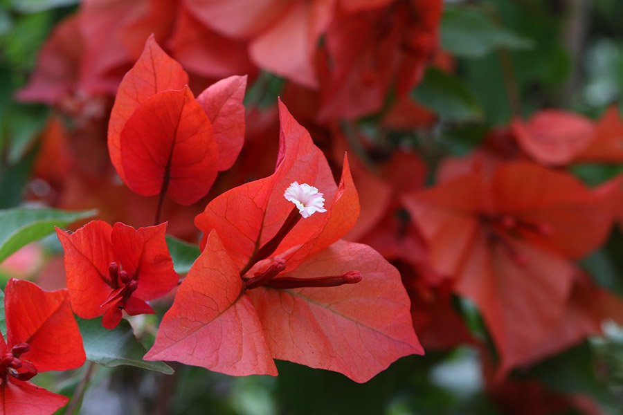 Bougainvillea