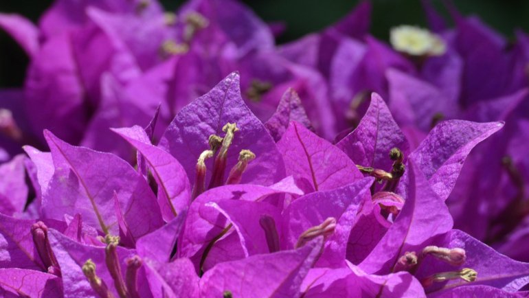 Zambia National Flower