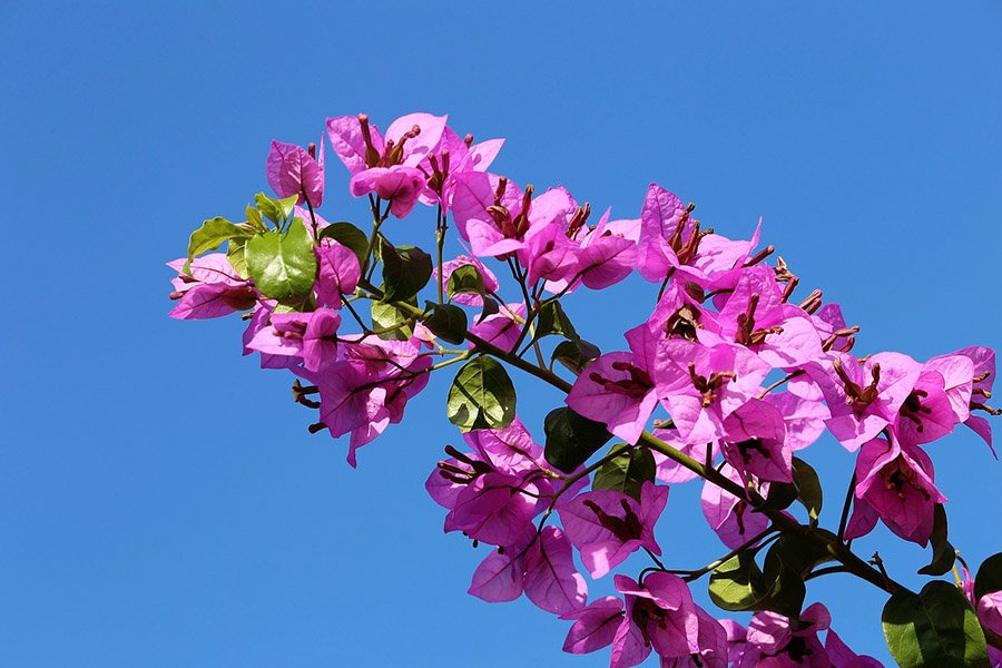 Bougainvillea