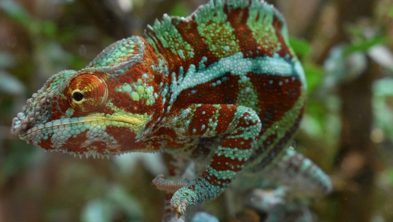 Chameleon facts