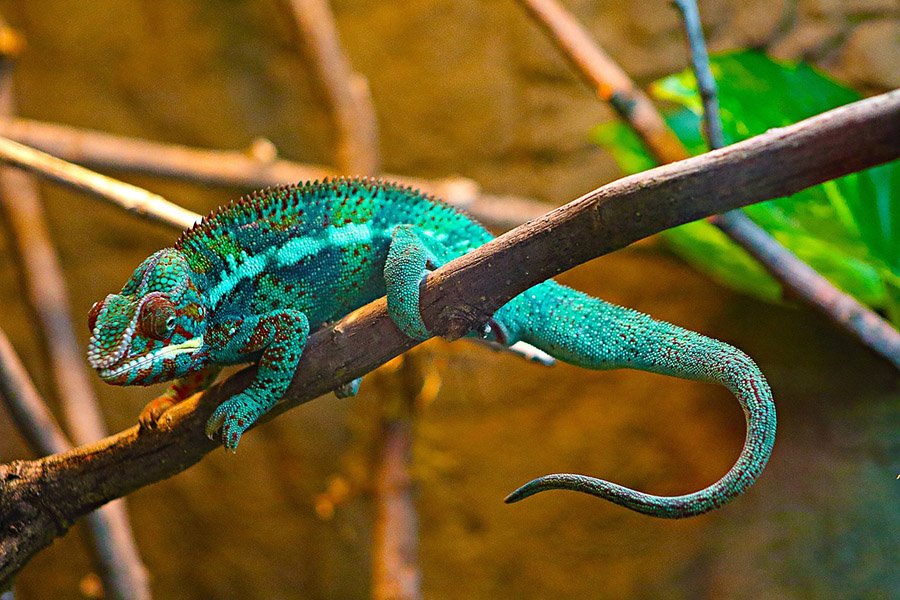 Turquoise chameleon