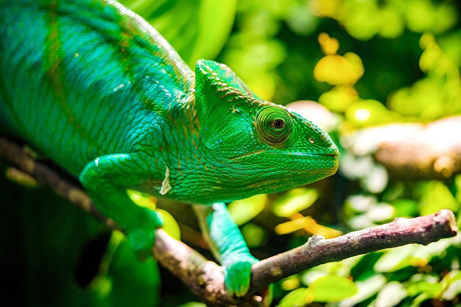 Green chameleon on a branch