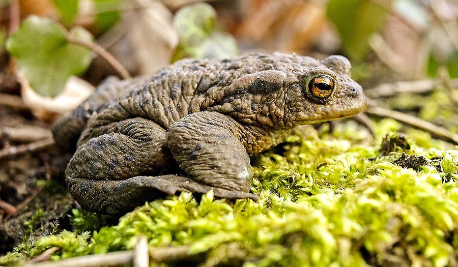 Common toad