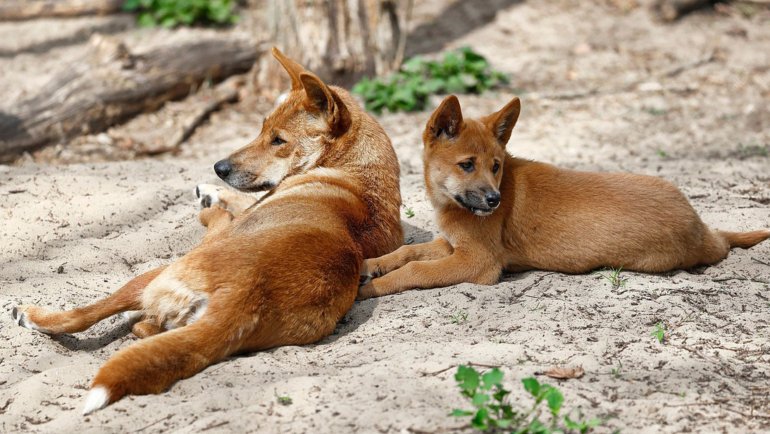 dingo predators