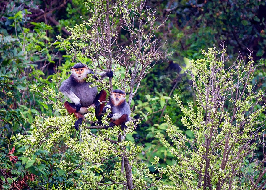 Douc langurs