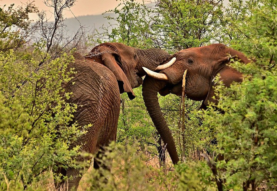 Elephants