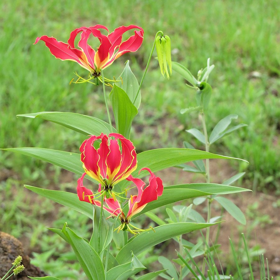 Flame Lily