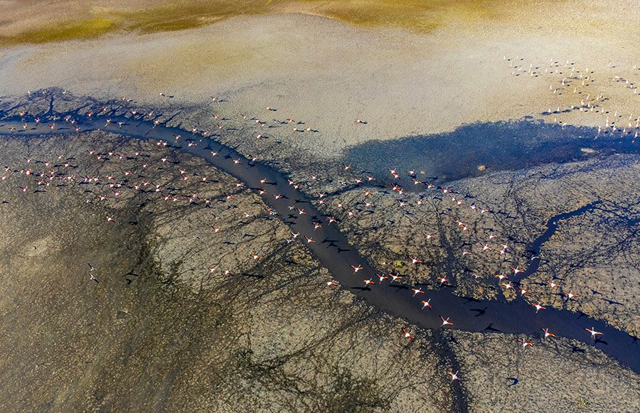 Flamingos over a lake