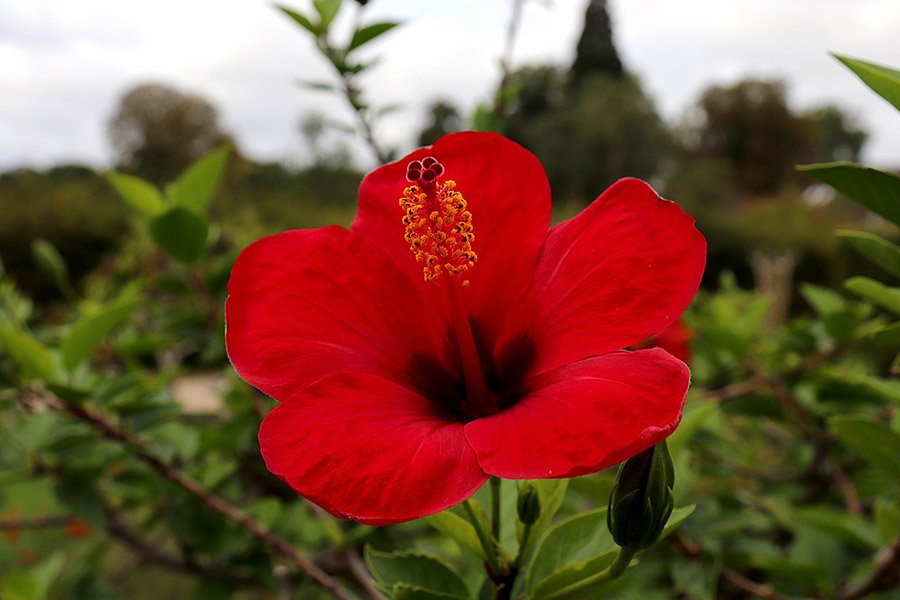 Hibiscus flower