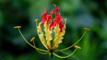 Zimbabwe national flower