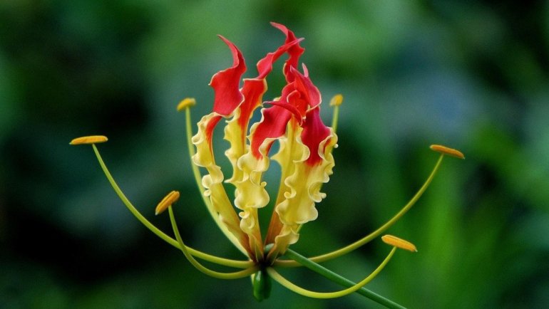 Zimbabwe national flower