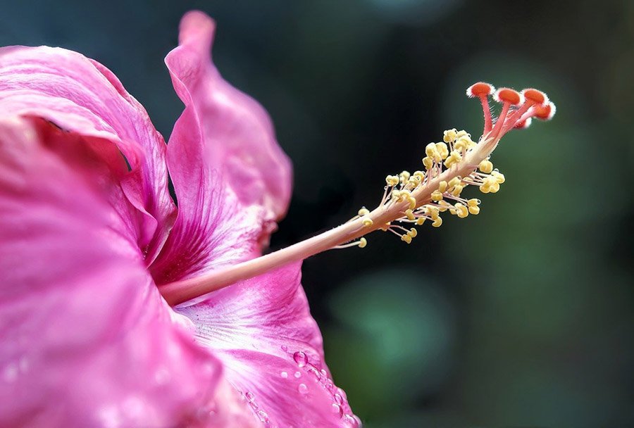 Hibiscus flower