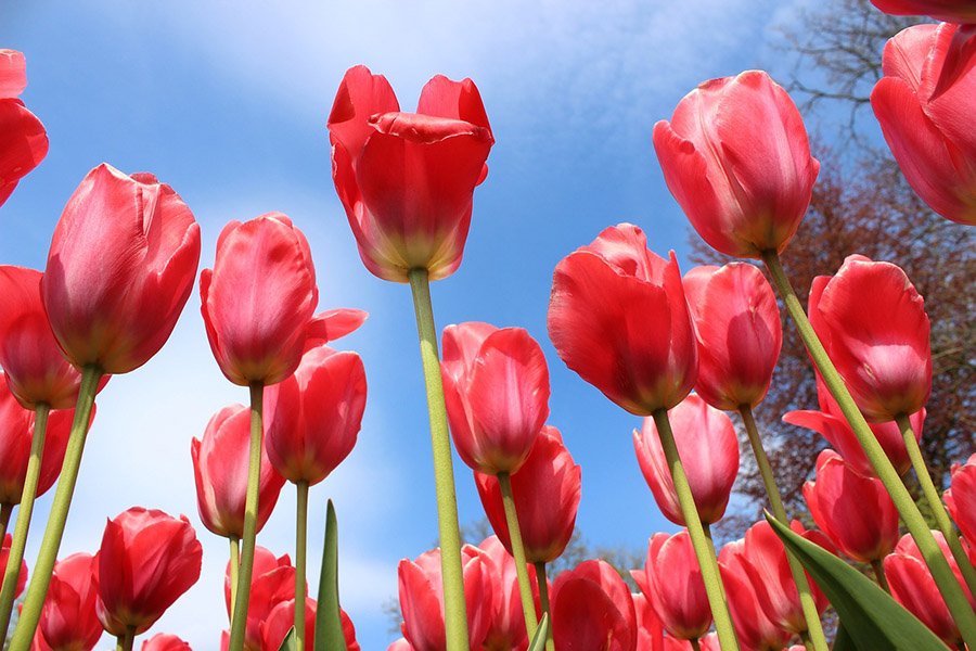 Tulips