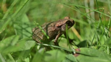 What eats toads