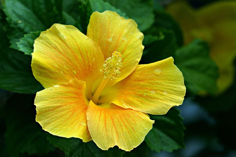 Hibiscus flower