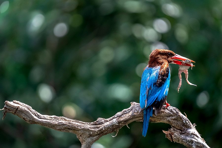 kingfisher with toad