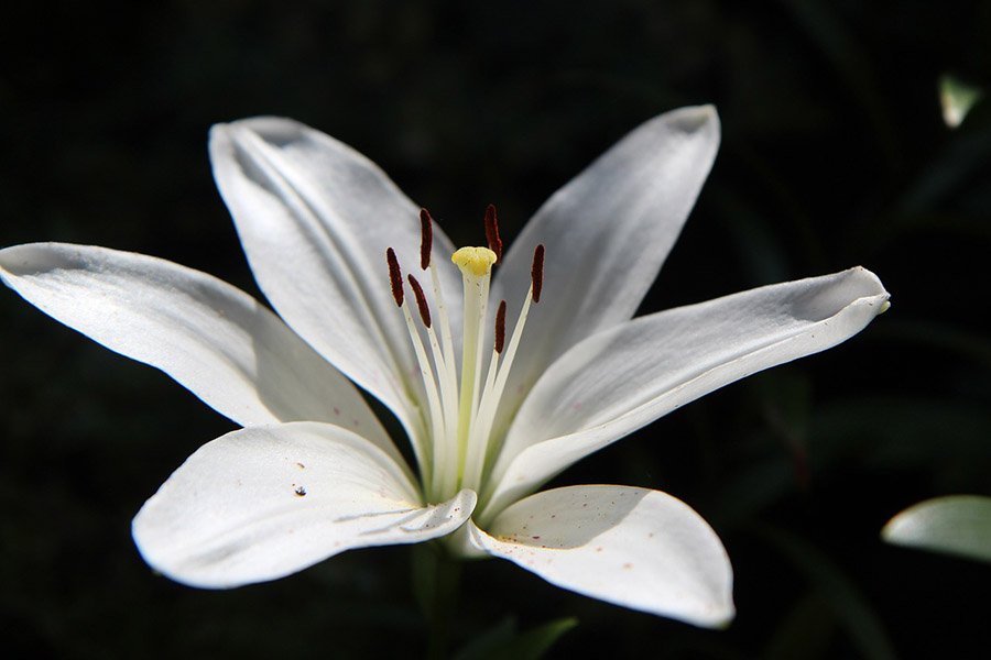 Easter Lily