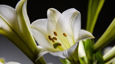 Vatican City National Flower