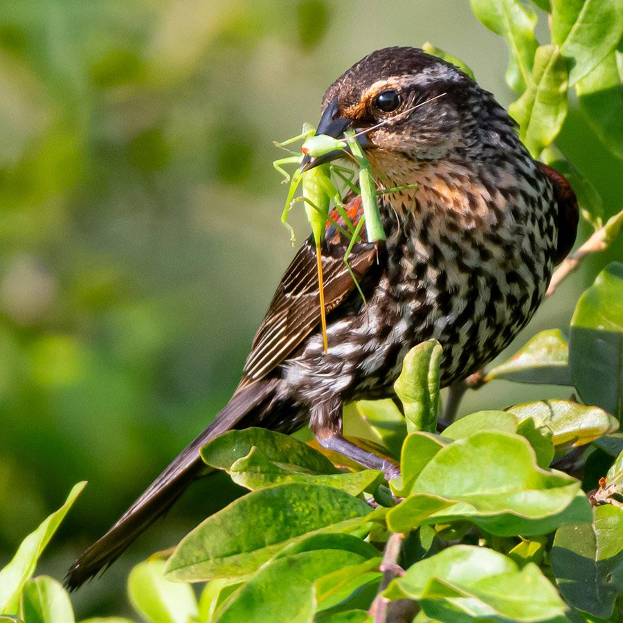 Bird eating a grasshopper