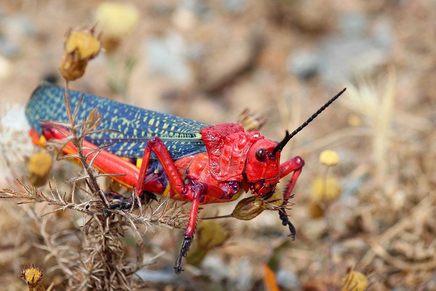 Red grasshopper