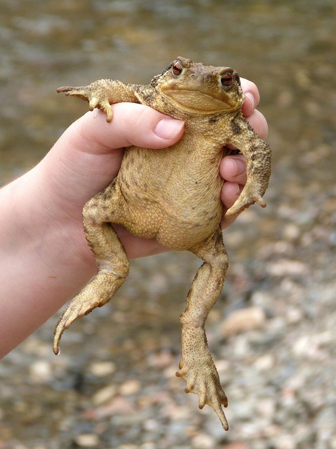 Toad caught by a human